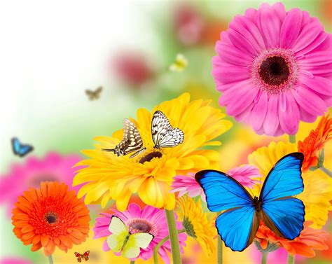 Jim Price (jimprice5sx) | Spring wallpaper, Flower images, Butterfly wallpaper