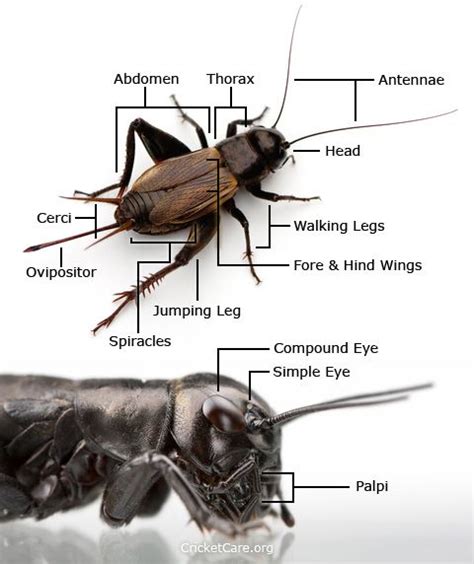 cricket-anatomy | Cricket insect, Bed bug facts, Bugs and insects