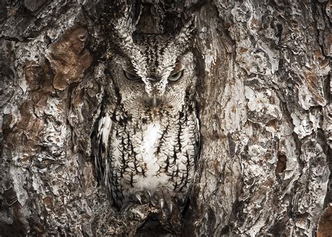 Eastern Screech Owls use their power of camouflage to dodge predators ...