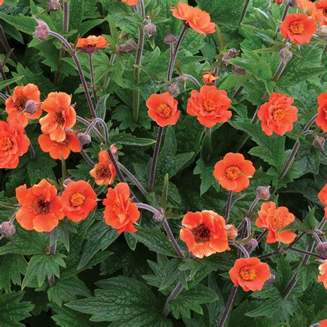 Geum RUSTICO™ Orange | TERRA NOVA® Nurseries, Inc.