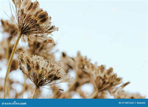 Seed of Giant Hogweed. Dangerous Plant Flowering with Seeds Stock Photo - Image of hogweed ...