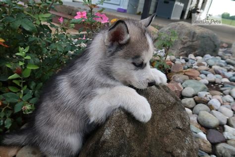 Balto: Siberian Husky puppy for sale near Ann Arbor, Michigan. | 72cc0c2e-0b61