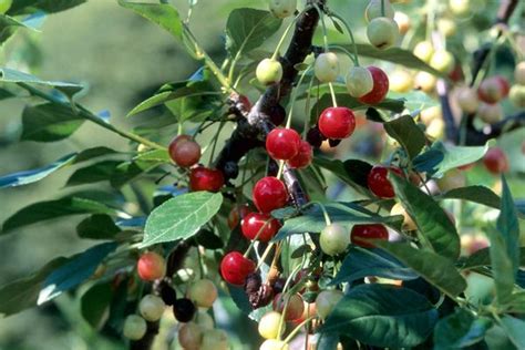 North Star Cherry – Kelly Tree Farm