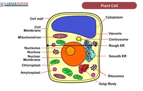 Plant Cell Golgi Body