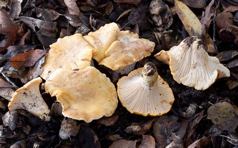 California Fungi: Cantharellus californicus