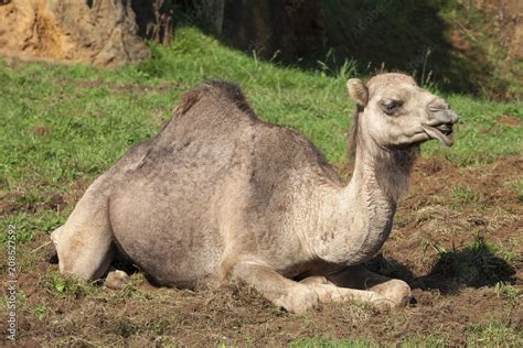 Camel lying down Stock Photo | Adobe Stock