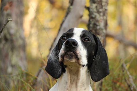 English pointer: Dog breed characteristics & care