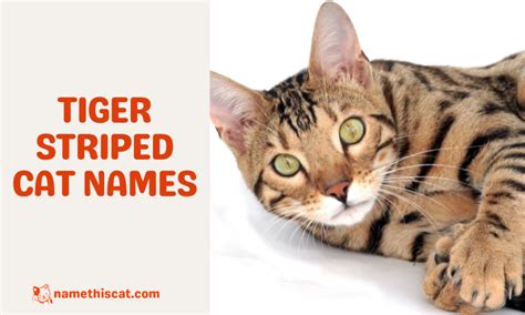 200+ Tiger Striped Cat Names (Best Ideas) - Name This Cat - The Best Place for Everything About ...