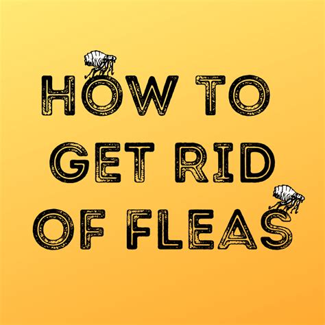 The Only Way to Get Rid of Fleas - PetHelpful