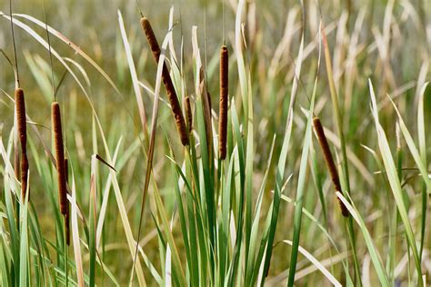 Common Cattails