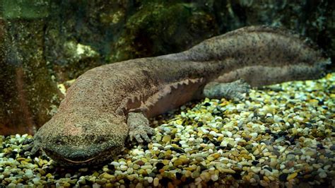 Researchers fear world’s largest amphibian, the Chinese giant salamander, may go extinct ...