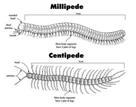 Millipede Vs Centipede Comic