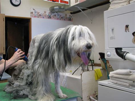 Jeanne's Dog Grooming | dogs, dog grooming, dog groomers, do… | Flickr