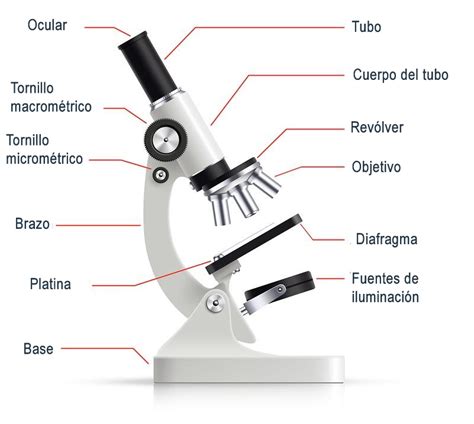 Las Partes del Microscopio Óptico y sus Funciones