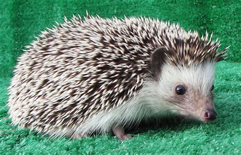 African Pygmy Hedgehog - Trevor Hill Birds and Animals