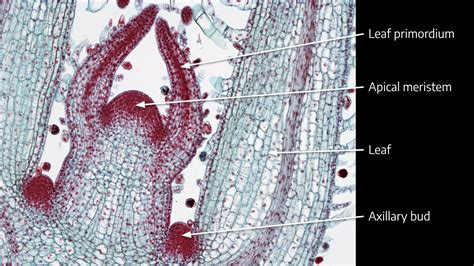 7.1 Meristem Morphology – The Science of Plants