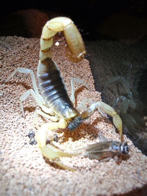 North American hairy scorpions are native to desert regions of the ...