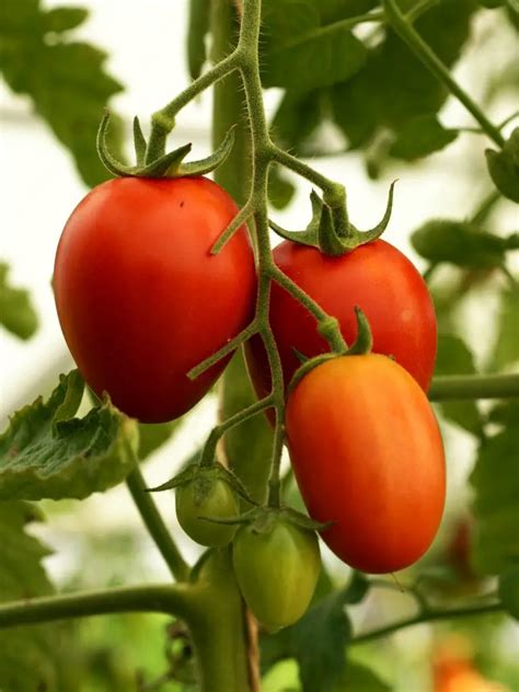 Solanum lycopersicum / Tomate - Consejos para mi huerto