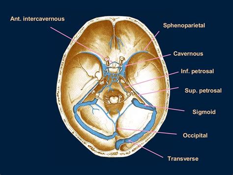 Cavernous sinus