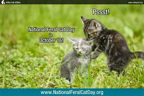 PerPETually Speaking: National Feral Cat Day 2013