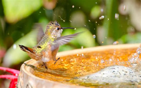 Ciclo de vida del colibrí - Mis Animales