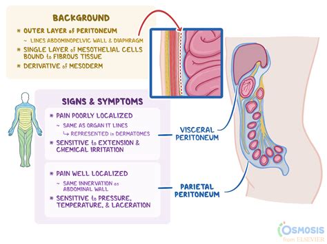 Parietal Peritoneum: What is it, Organs it Covers, and More | Osmosis