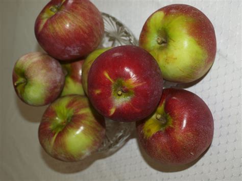 Courtland Apples ripen in Mid-September in Michigan. Best apples for ...