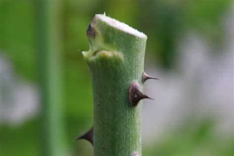 8 Tips for pruning roses - Gash Gardens