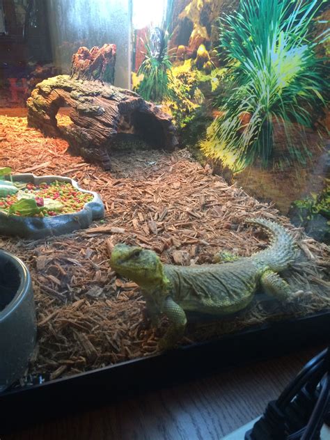 A Uromastyx around 11/2 -2 years of age in his habitat. Uromastyx are ...