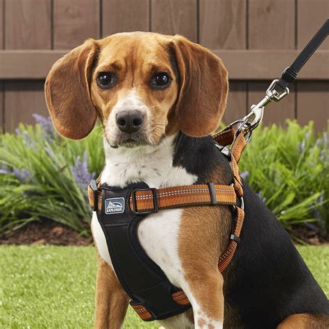 K9 Explorer Reflective Adjustable Padded Dog Harness, Campfire Orange ...