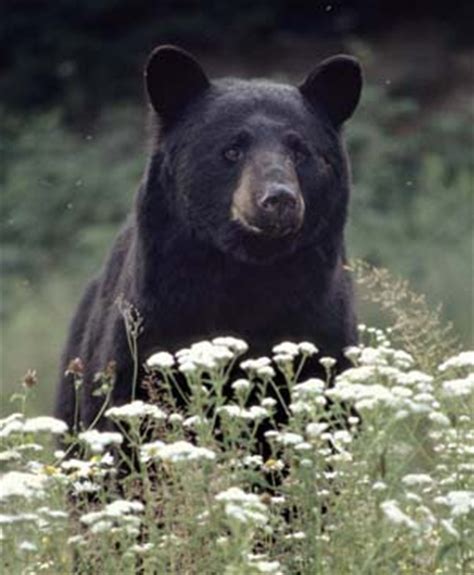 West Virginia State Animal | Black Bear