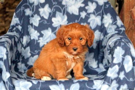 Sarah - Cavapoo Puppy For Sale in Pennsylvania