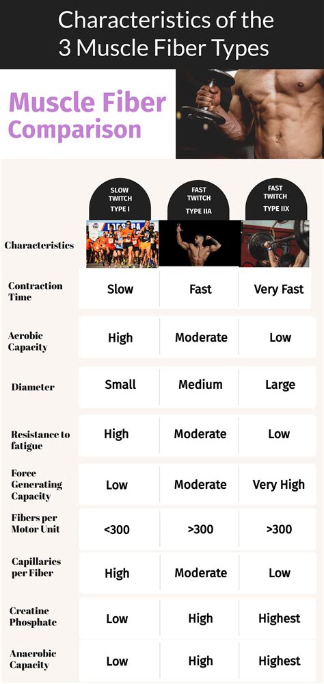 Muscle Hypertrophy: Understand the Mechanisms and Research - EVIDENCE BASED MUSCLE