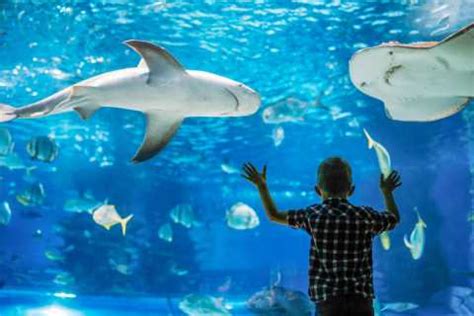 SEA LIFE Sydney Aquarium, Sydney - Book Tickets & Tours | GetYourGuide