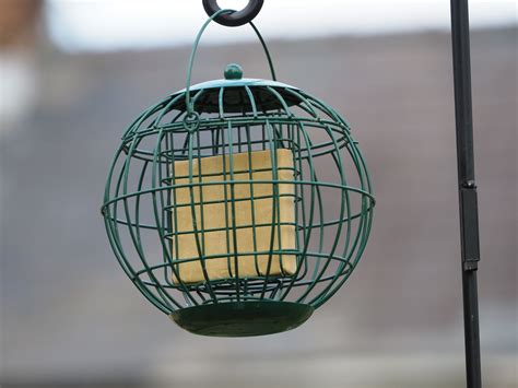 Stunning Squirrel Proof Suet Feeder | Feeder, Suet feeder, Stunning