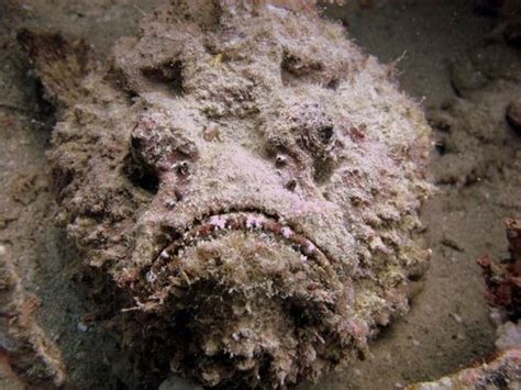 The Stonefish, a Master of Camouflage - My Animals