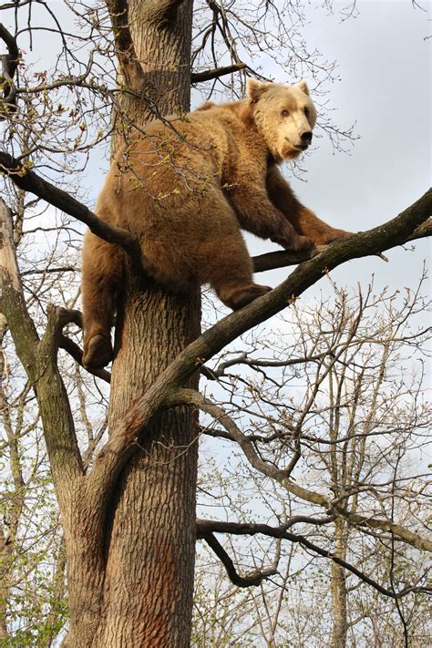 A resident bear climbing a tree at the World Animal Protection-funded sanctuary in Romania. Mom ...