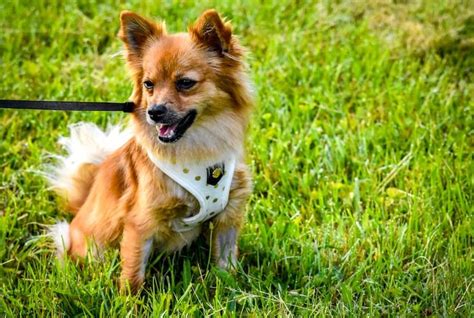 Pomchi Breed Guide: Colors, Size, Appearance & Temperament - Marvelous Dogs