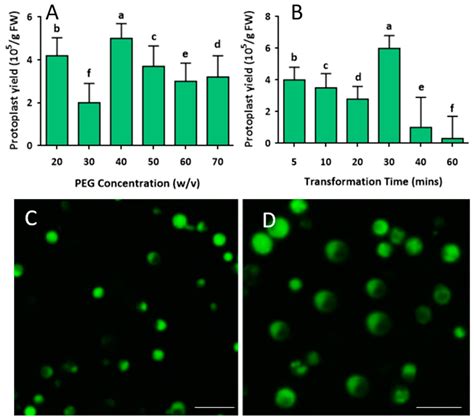 IJMS | Free Full-Text | Using A Protoplast Transformation System to Enable Functional Studies in ...