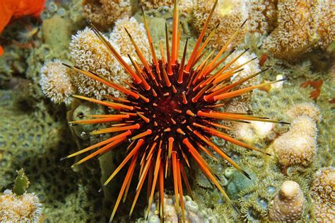 Global warming is proving deadly for tropical sea urchins - Earth.com