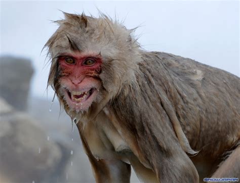 The Snow Monkeys of Jigokudani | Japanese Macaque monkeys bathing in onsen hot springs in ...