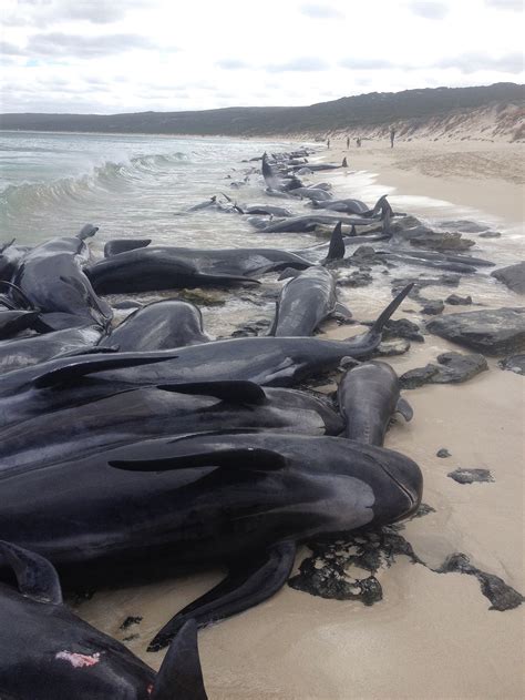 Only Four Of The 150 Whales That Beached Themselves In Western ...