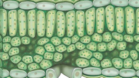 chloroplast | Function, Location, & Diagram | Britannica.com