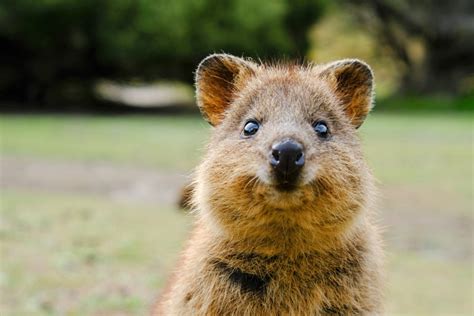 Quokka: así es el marsupial más pequeño y carismático del mundo - National Geographic en Español