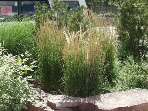 Feather Reed Grass, Overdam - TheTreeFarm.com | Feather reed grass, Ornamental grasses ...