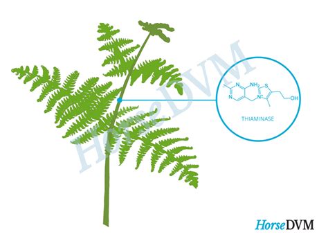 Bracken Fern Toxicity | HorseDVM Diseases A-Z