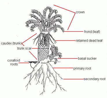 Physiology - Cycadophyta