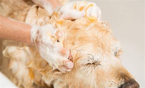 3 Best Dog Shampoos for Lice: Soothing Your Pup's Itchy Skin