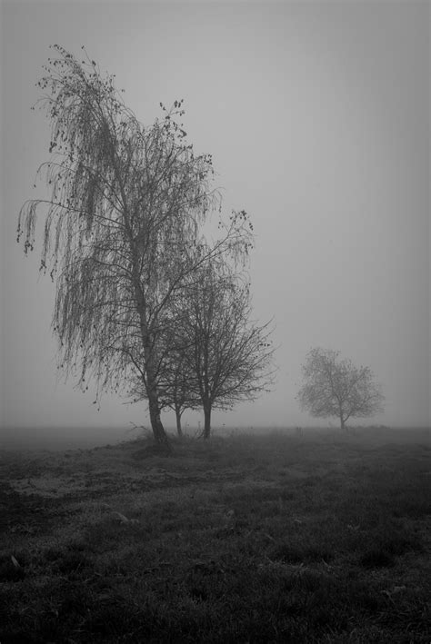Free Images : tree, nature, grass, branch, cloud, black and white, fog ...