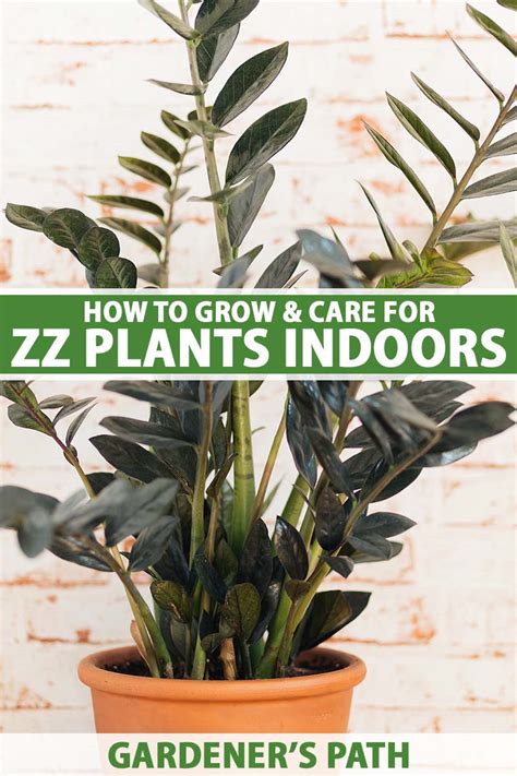 How to Grow and Care for ZZ Plants (Zamioculcas zamiifolia)